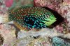 divided-leopard-wrasse-3-sm.jpg divided-leopard-wrasse-3-sm.jpg