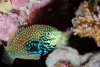 divided-leopard-wrasse-4-sm.jpg divided-leopard-wrasse-4-sm.jpg