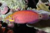 mystery-wrasse-2-sm.jpg