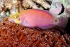 mystery-wrasse-3-sm.jpg