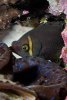 possum-wrasse-sm.jpg
