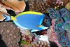 powder-blue-tang-sm.jpg
