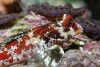 red-scooter-blenny-sm.jpg