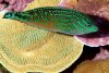 wrasse-bipartitus-male-sm.jpg