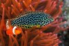wrasse-meleagris-female-clown-sm.jpg