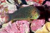 wrasse-ornatus-female.jpg