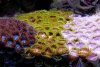 zoanthids-sm.jpg