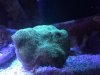 Hairy green pavona.JPG