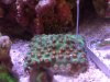 Cyphastrea.JPG