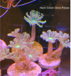 EDP_coral_neon_grn_clove_polyps.png