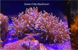 EDP_Grn_Frilly_Mushroom.png