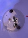 snail_2.jpg