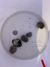 snail_1.jpg