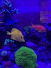 corals 2.jpg