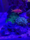 corals 3.jpg