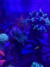 corals 1.jpg