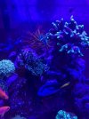 corals 1.jpg