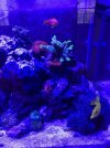 corals7.jpg