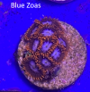 Blue Zoas.png