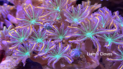 Liam's Cloves.png