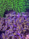 Picture1Neon Yellow Clove Polyps.png