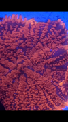 Screenshot_20210604-130252.png