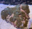 Shroom_rock.JPG