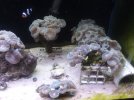 coralpic2.jpg
