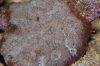acan.JPG
