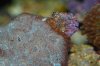 acan 2.JPG