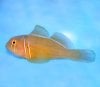 CitronGoby.jpg
