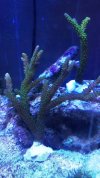 6 inch Bali slimer colony.JPG