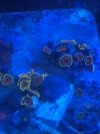 Eagle eye zoa.JPG