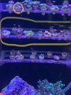 zoa.jpeg