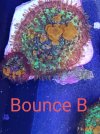 Bounce B.jpg
