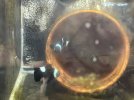 470EF11F-1AC2-465C-AB6D-E69D1866985D.jpeg
