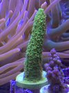 NEWCORALP5-032522.jpg