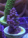 NEWCORALP4-032522.jpg
