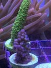 NEWCORALP3-031522.jpg