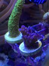 NEWCORALP2-031522.jpg