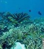 vert.coral.reefs.ap.jpg