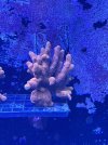 IMG_4354.JPG