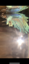 CC0A3464-E928-42CE-831A-7433C9958AE0.png