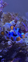 clowns.png