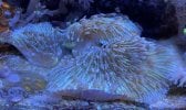 Purple - green fungia for sale.jpg