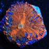 Reef Tide Orange Crush Mushroom.jpg