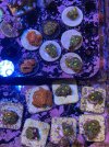 IMG_3266.jpeg