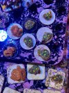IMG_3262.jpeg