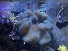 teal carpet anemone.jpg