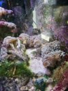 candy cane coral 2 08032022.jpg